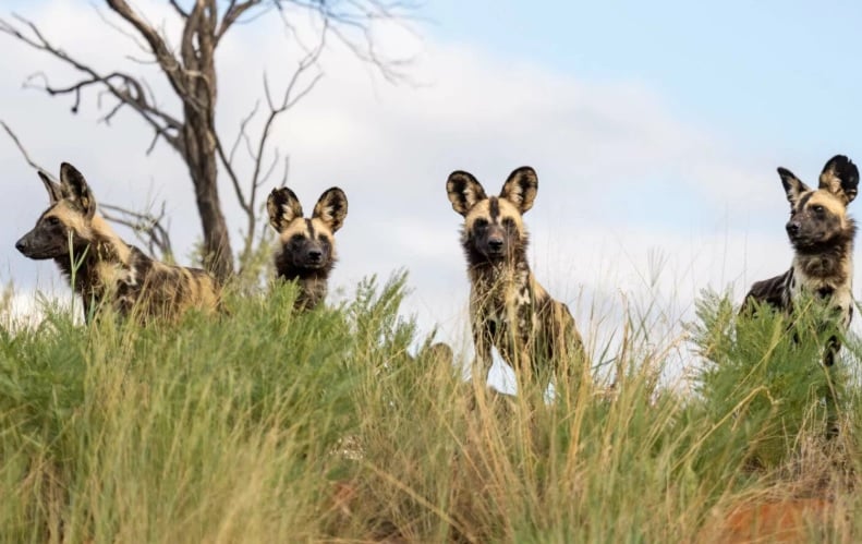 Stay 7 Nights Pay for 5 Nights Only Package Tswalu Kalahari Reserve